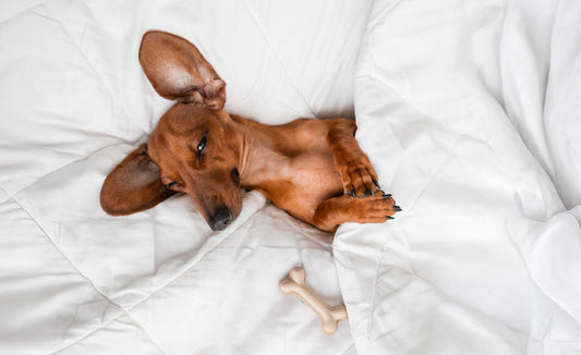 The Importance of Rest and Nutrition for Your Pet's Health