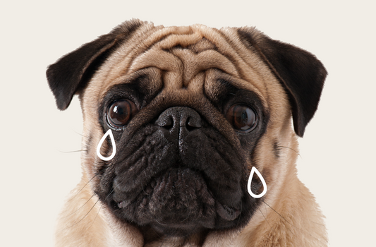 How to Reduce Stress in Pets