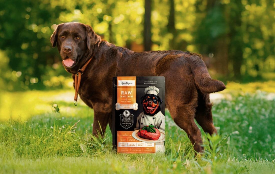 How to Use Treats Correctly for Dog Training