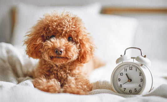 How Dogs Understand Time: Routines and Care Tips